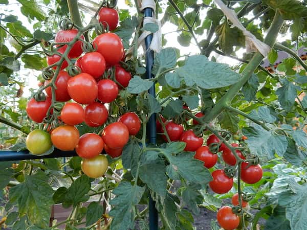 تصویر 4 از خرید گوجه زیتونی گلخانه ای + قیمت عالی باکیفیت